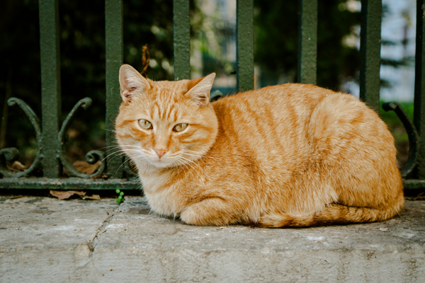 野良猫の夢